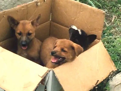 puppies in box